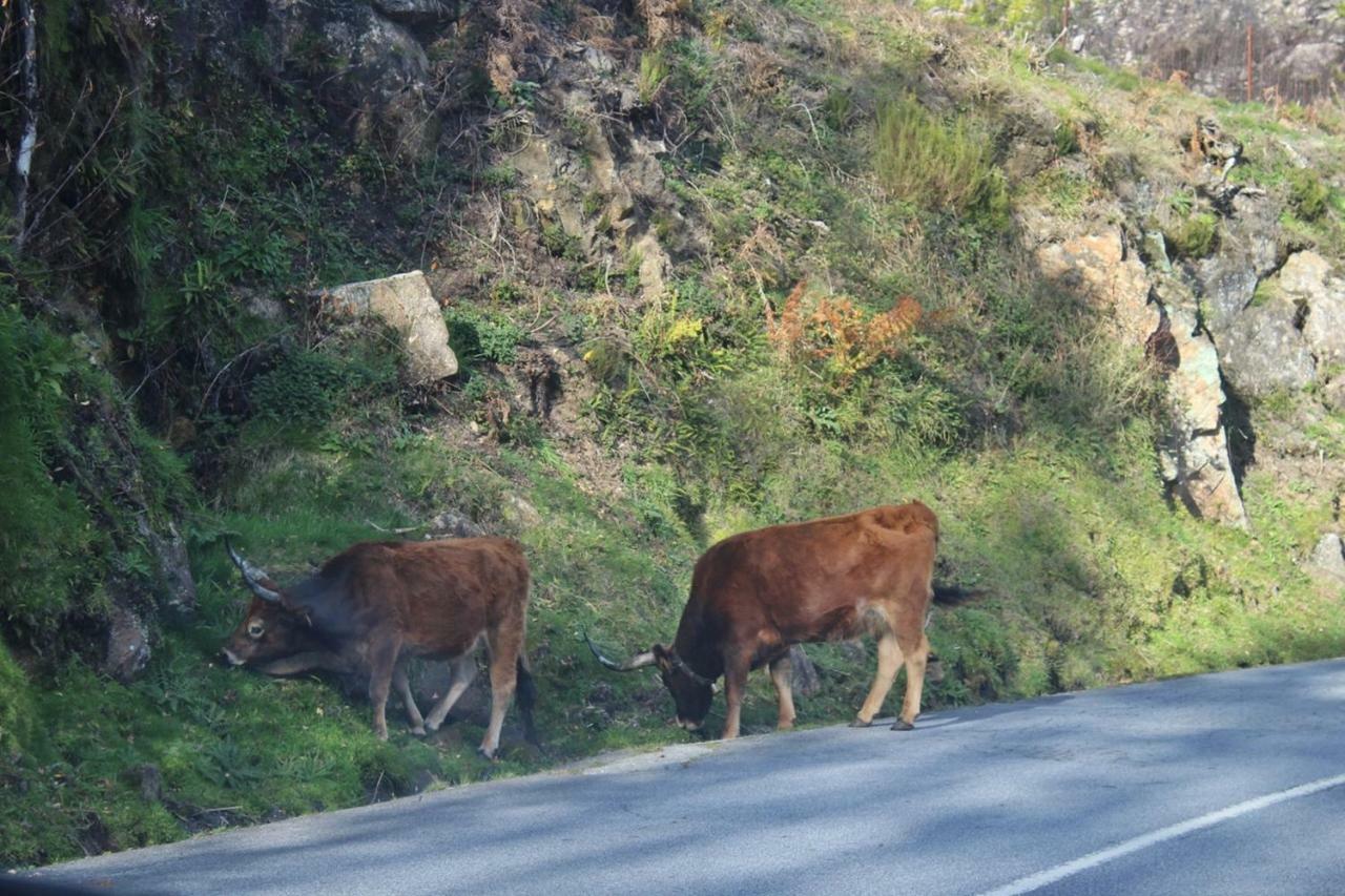 Casinha Da Raposeira Villa Soajo Kültér fotó